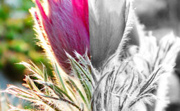 008 - anemone pulsatilla